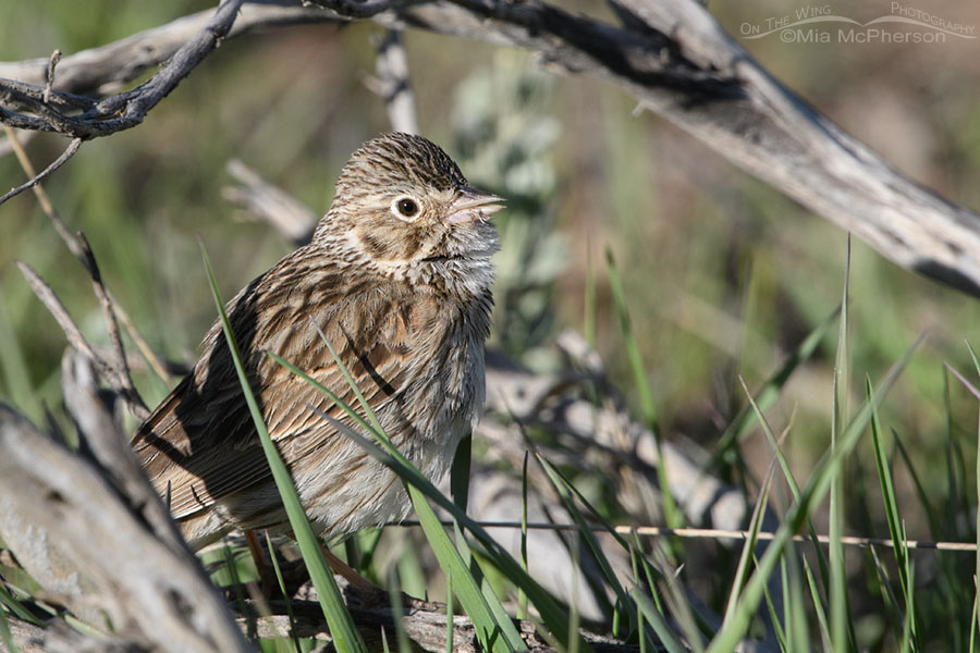 Spring Vesper Sparrow singing close up, Wasatch Mountains, Summit County, Utah