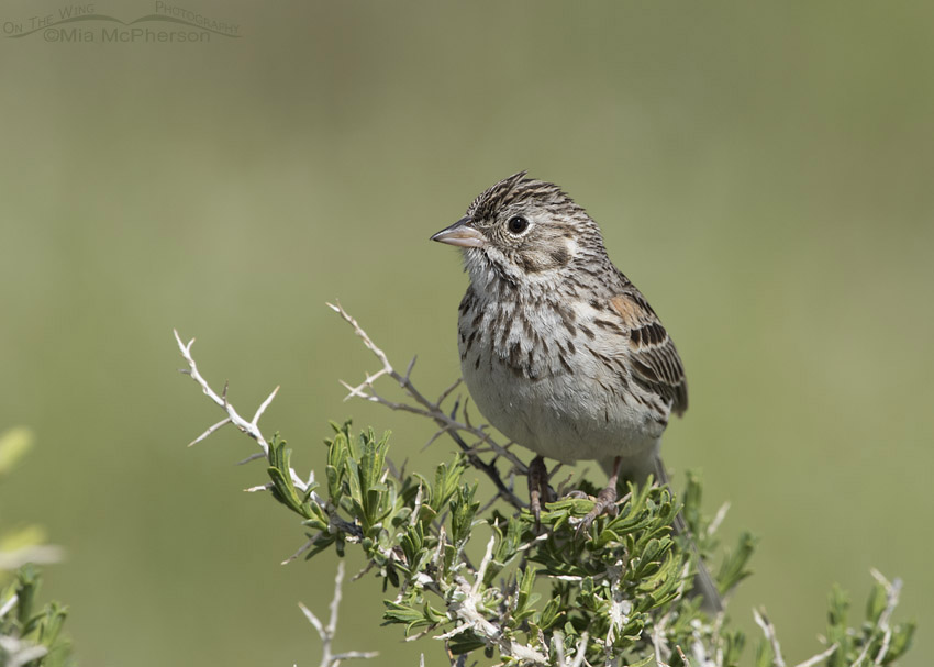 Perched adult Vesper Sparrow, Red Rock Lakes National Wildlife Refuge, Centennial Valley, Beaverhead County, Montana