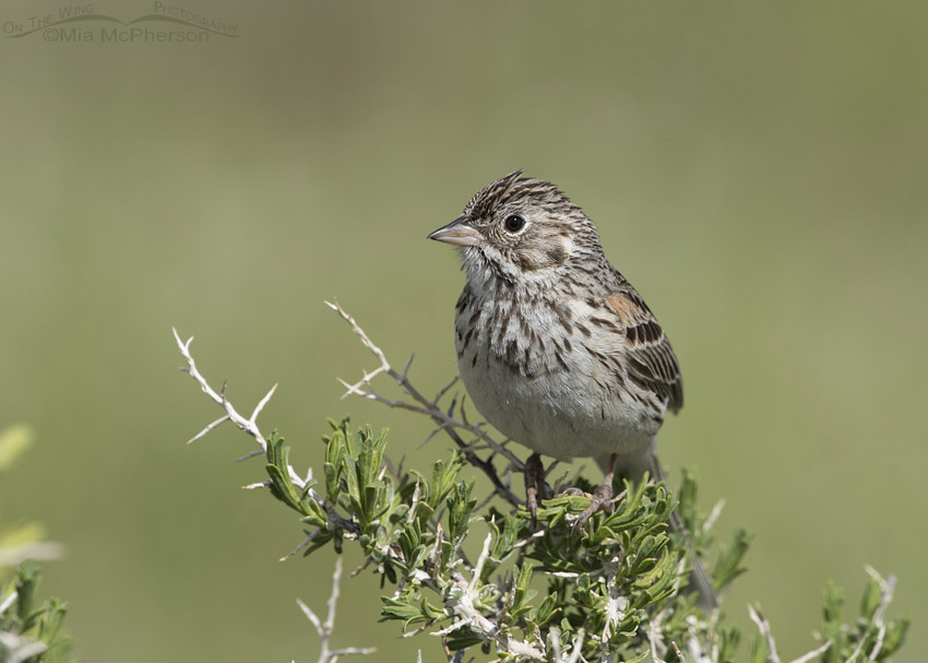 Vesper Sparrow Images