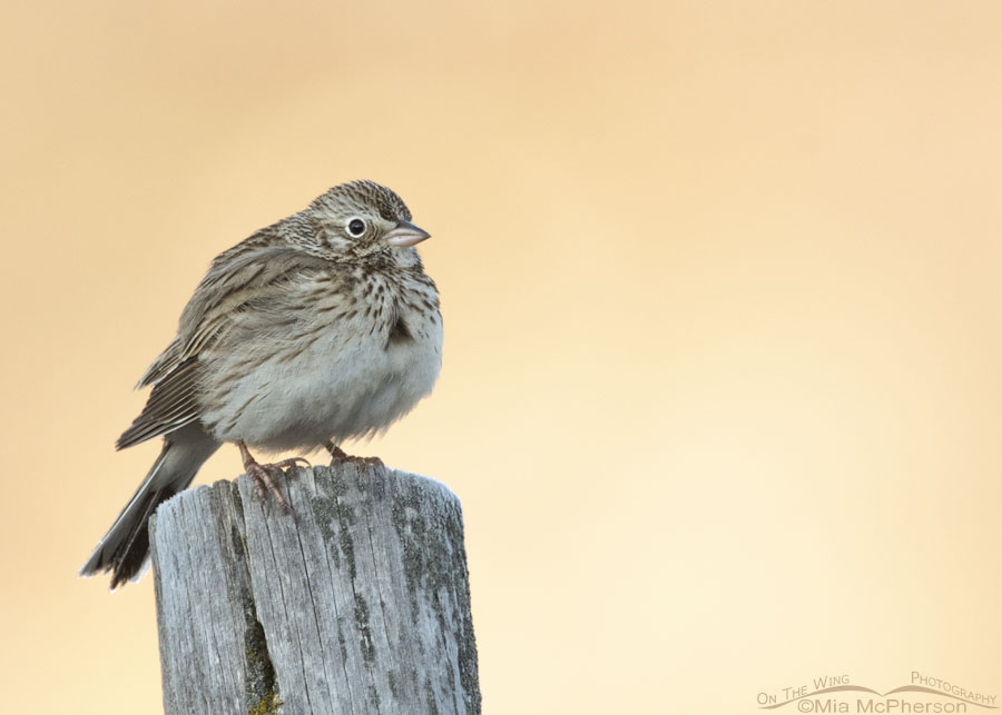 Dawn Vesper Sparrow, Wasatch Mountains, Summit County, Utah