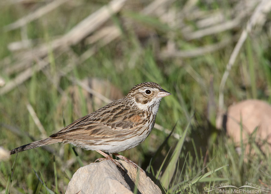 Spring Vesper Sparrow perched on a small rock, Wasatch Mountains, Summit County, Utah
