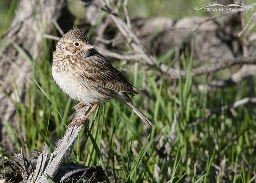 Vesper Sparrow looking over its shoulder, Wasatch Mountains, Summit County, Utah