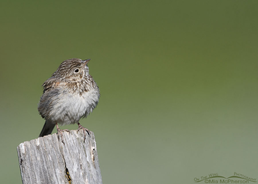 Vesper Sparrow looking at the sky, Wasatch Mountains, Summit County, Utah