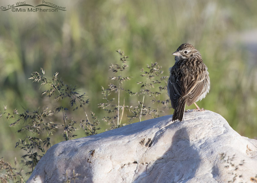 Back view of a Vesper Sparrow on a rock, Antelope Island State Park, Davis County, Utah
