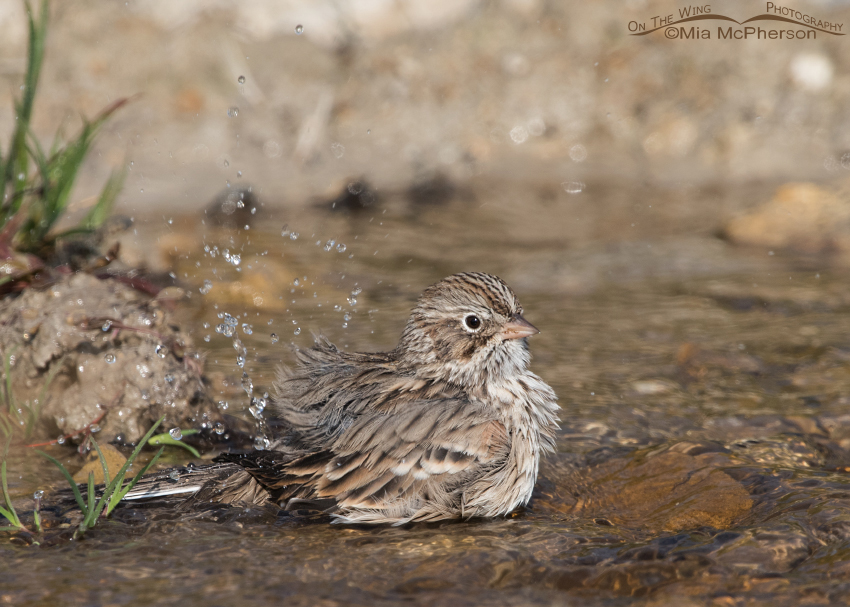 Bathing Vesper Sparrow, Centennial Valley, Beaverhead County, Montana