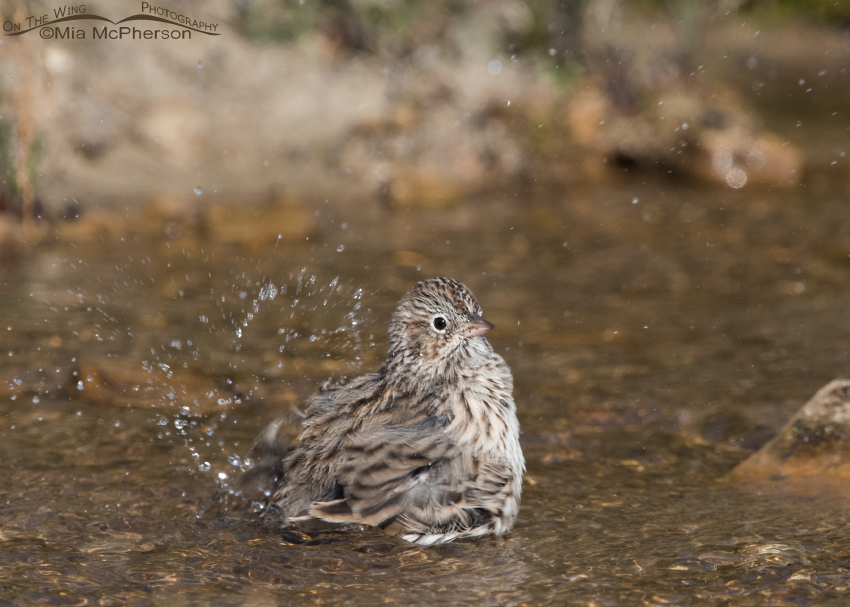 Vesper Sparrow splashing in a spring, Centennial Valley, Beaverhead County, Montana