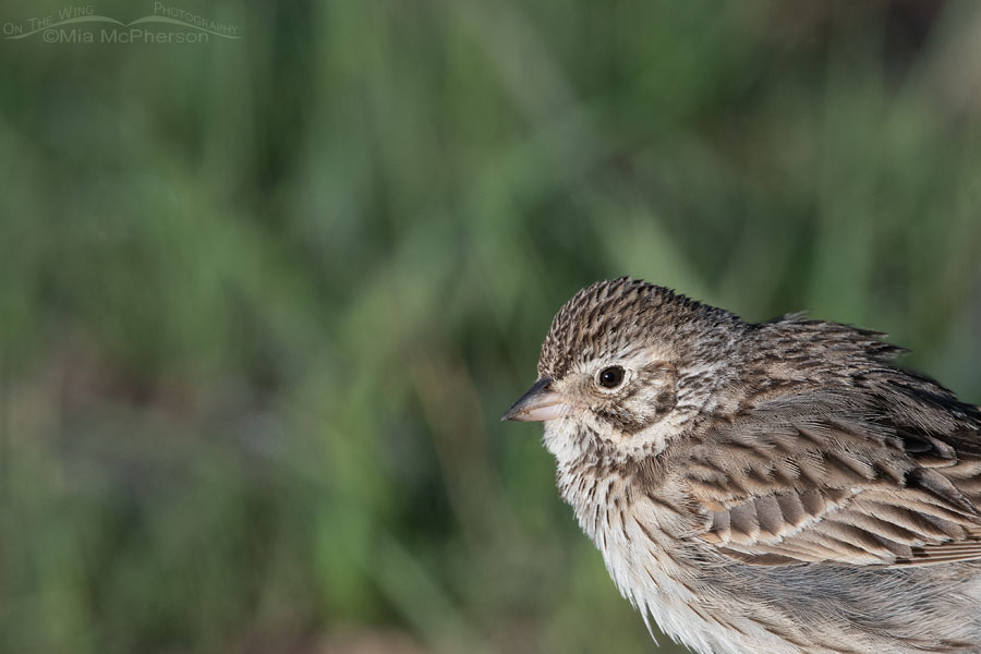 Vesper Sparrow close up, Wasatch Mountains, Summit County, Utah