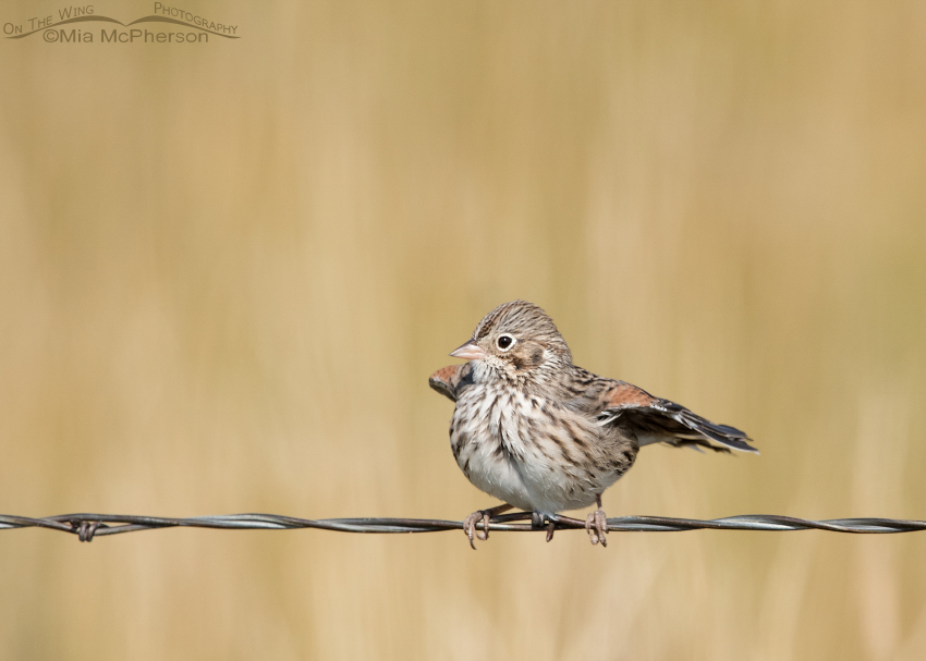 Vesper Sparrow air drying after its bath, Centennial Valley, Beaverhead County, Montana