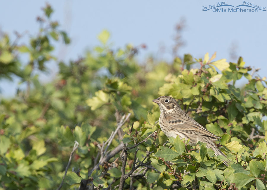 Adult Vesper Sparrow perched in a Fragrant Sumac, Box Elder County, Utah