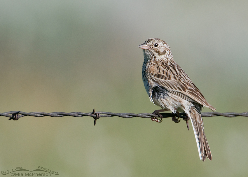Vesper Sparrow in the Alaska Basin, Beaverhead County, Montana or Fremont County, Idaho