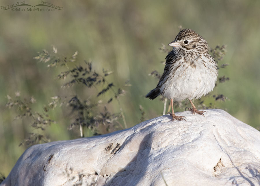 Vesper Sparrow on a white rock, Antelope Island State Park, Davis County, Utah