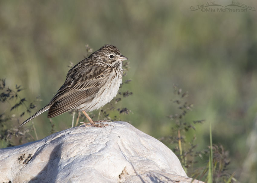 Vesper Sparrow in early morning light, Antelope Island State Park, Davis County, Utah