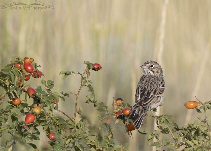 Vesper Sparrow perched on a Wild Rose, Box Elder County, Utah