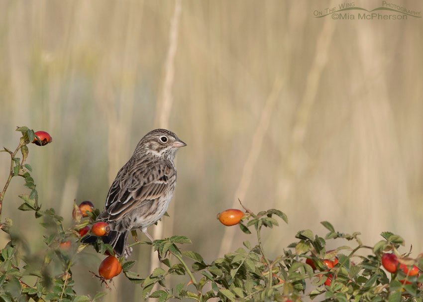Vesper Sparrow and Wild Rose hips, Box Elder County, Utah