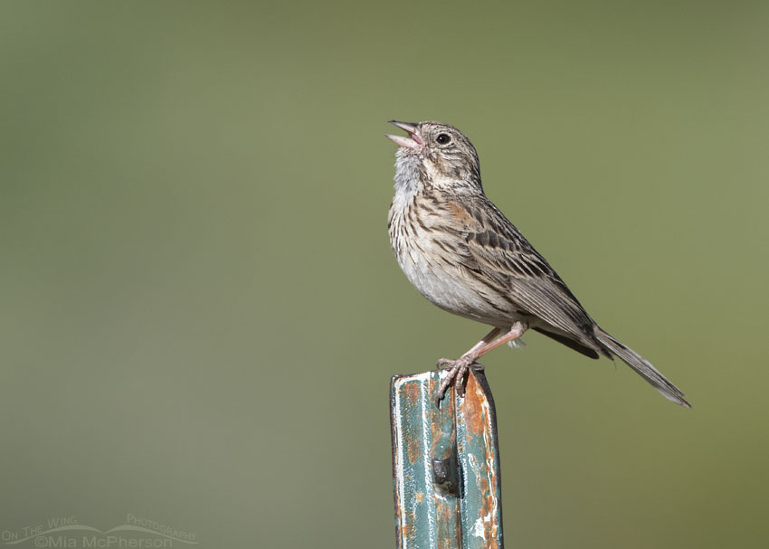 Vesper Sparrow singing in the Wasatch Mountains, Summit County, Utah