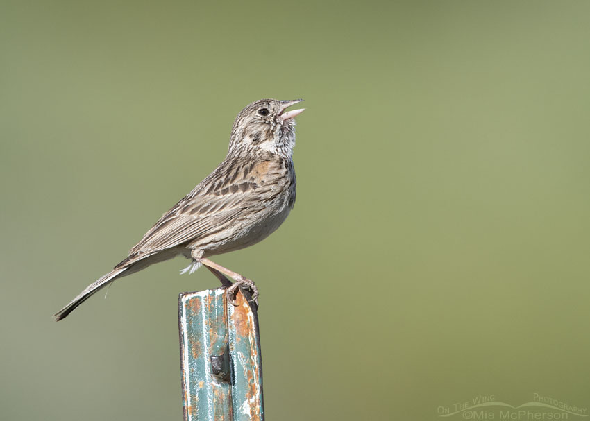 Vesper Sparrow singing on a metal post, Wasatch Mountains, Summit County, Utah