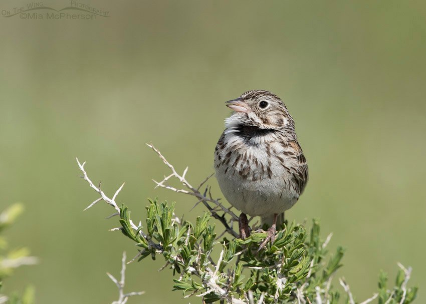 Singing Vesper Sparrow, Red Rock Lakes National Wildlife Refuge, Centennial Valley, Beaverhead County, Montana