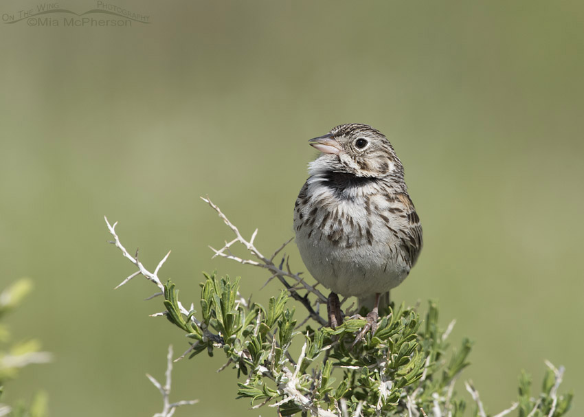 Singing Vesper Sparrow, Red Rock Lakes National Wildlife Refuge, Centennial Valley, Beaverhead County, Montana