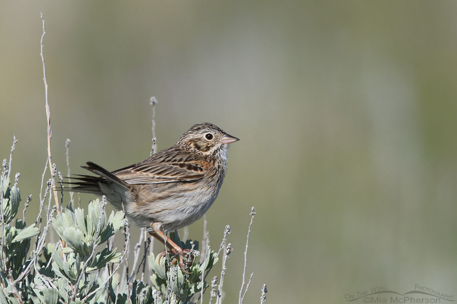 Vesper Sparrow perched on sagebrush, Antelope Island State Park, Davis County, Utah