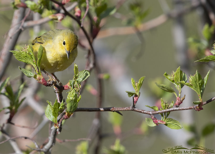 Female Yellow Warbler foraging for prey in new Hawthorn leaves, Wasatch Mountains, Summit County, Utah