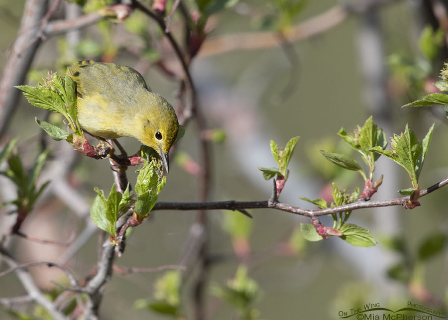 Female Yellow Warbler searching for prey on a Hawthorn, Wasatch Mountains, Summit County, Utah