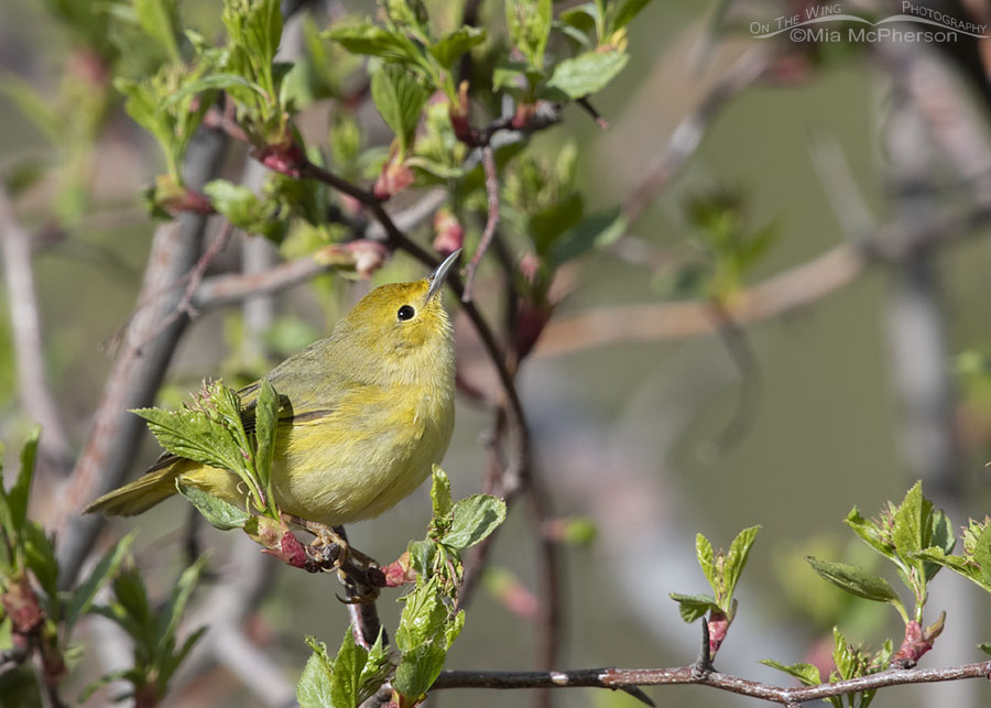 Yellow Warbler female looking up into a River Hawthorn tree, Wasatch Mountains, Summit County, Utah