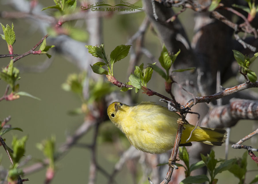 Yellow Warbler female perched sideways with prey in her bill, Wasatch Mountains, Summit County, Utah