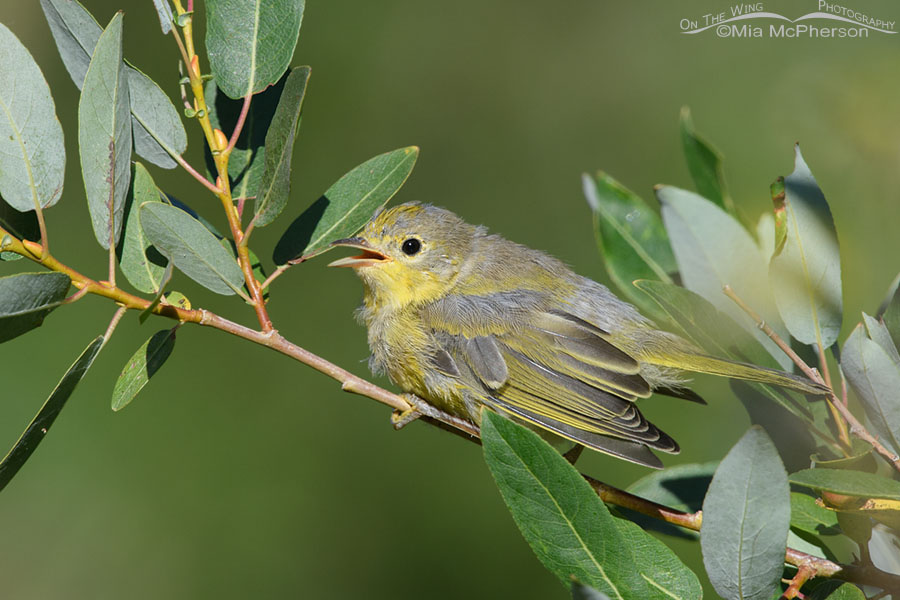 Yellow Warbler fledgling begging from a willow, Wasatch Mountains, Morgan County, Utah
