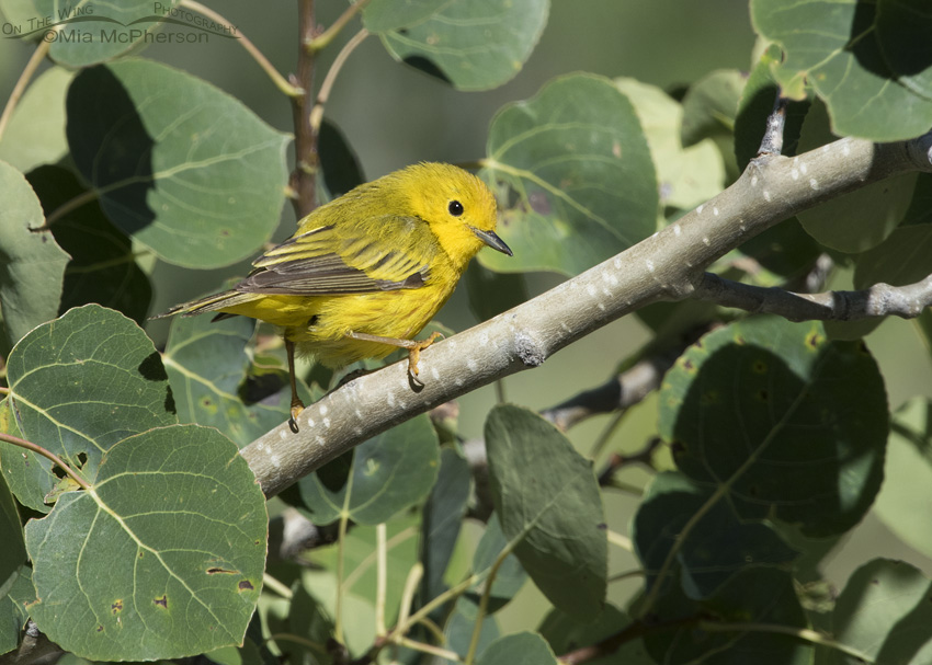 Male Yellow Warbler and Aspens, Cascade Springs, Wasatch National Forest, Wasatch County, Utah