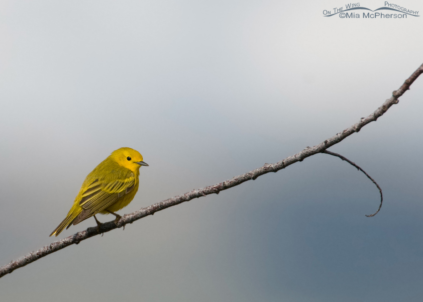 Yellow Warbler – Small in the Frame, Red Rock Lakes National Wildlife Refuge, Centennial Valley, Beaverhead County, Montana