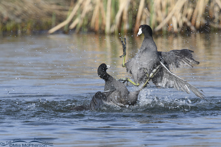 American Coot kicking a second coot in a fight, Salt Lake County, Utah