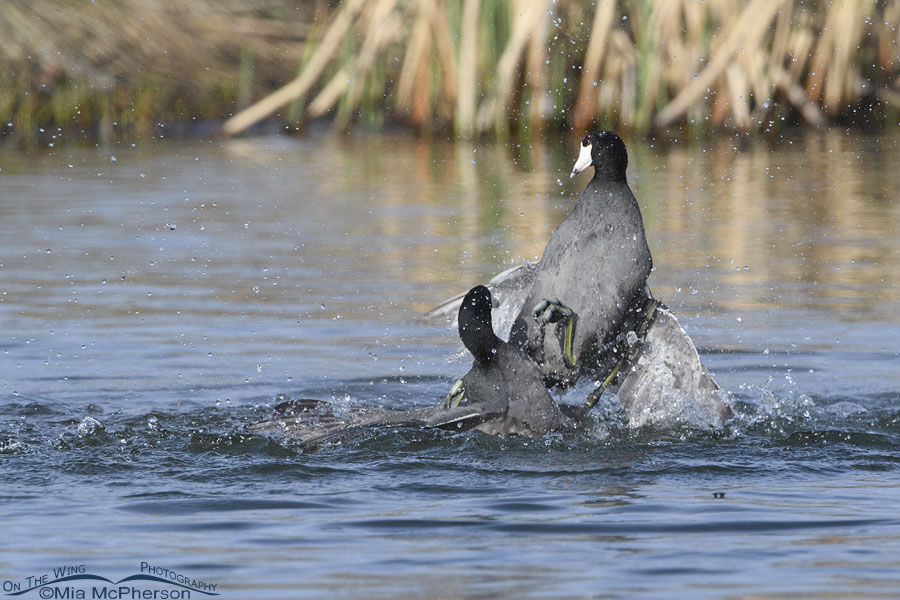 Very aggressive American Coot fight at an urban pond, Salt Lake County, Utah