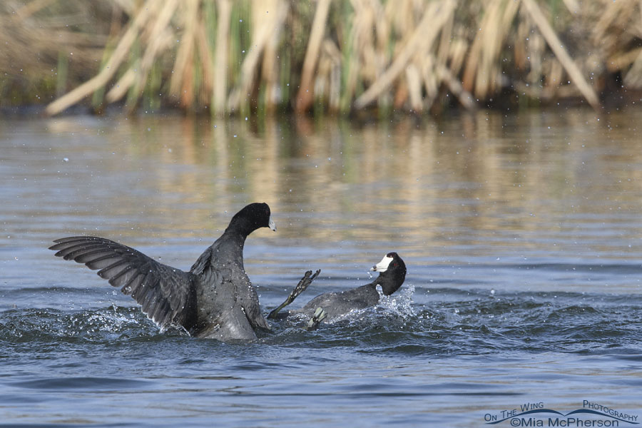 Two very aggressive American Coots fighting in spring, Salt Lake County, Utah