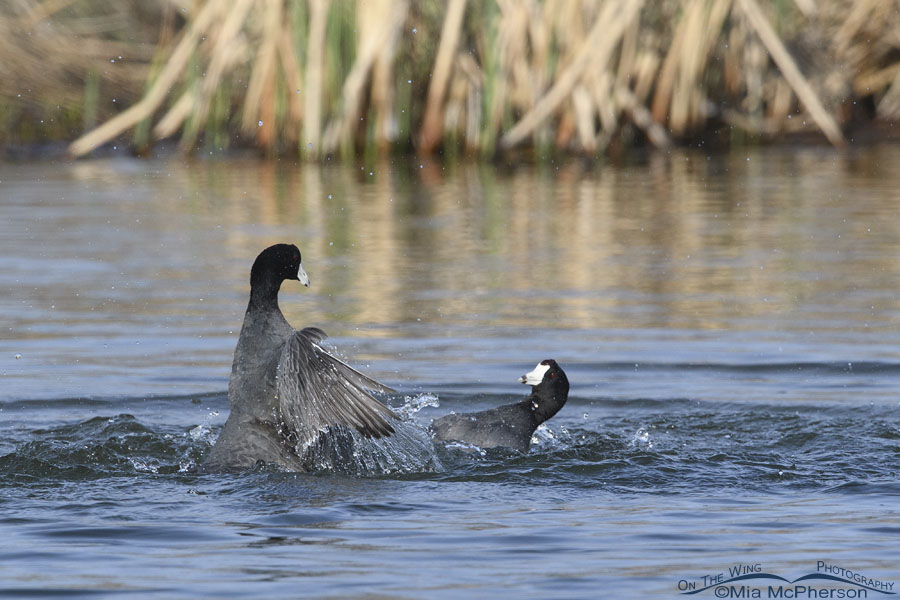 American Coots in a knock down fight, Salt Lake County, Utah