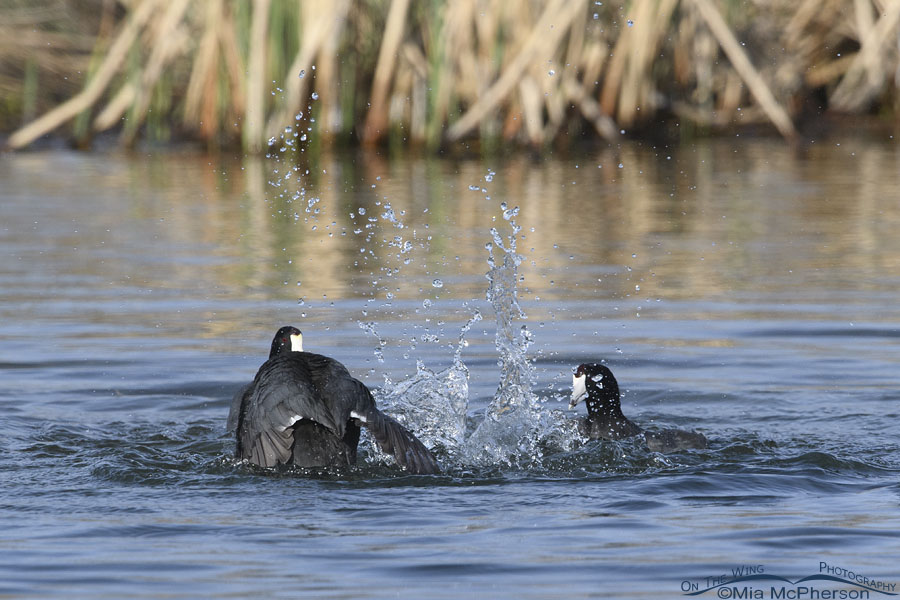 Two of the fighting American Coots above the water, Salt Lake County, Utah