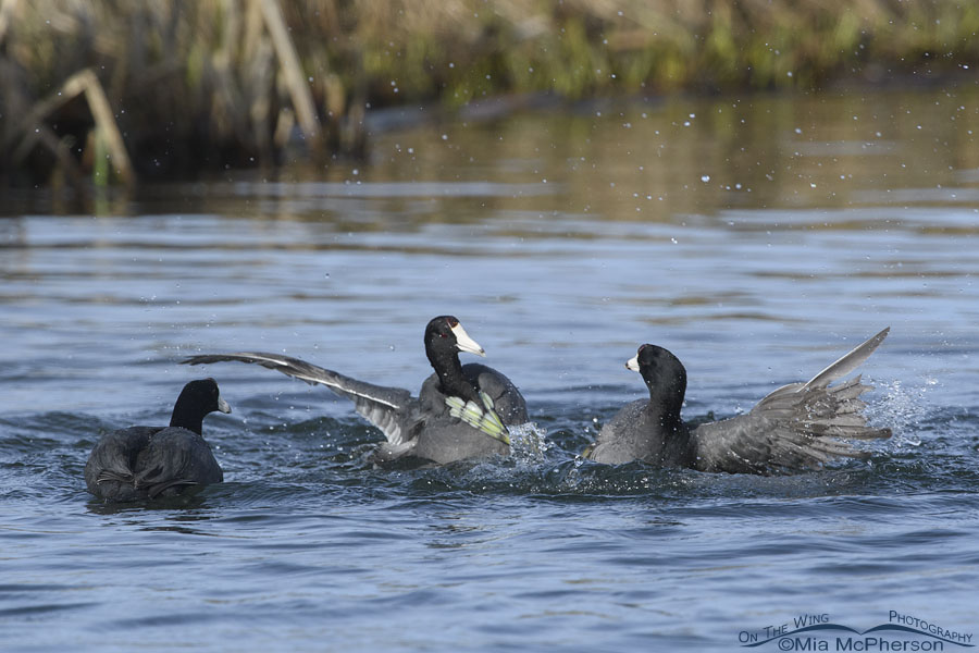 Two American Coots come to blows, Salt Lake County, Utah