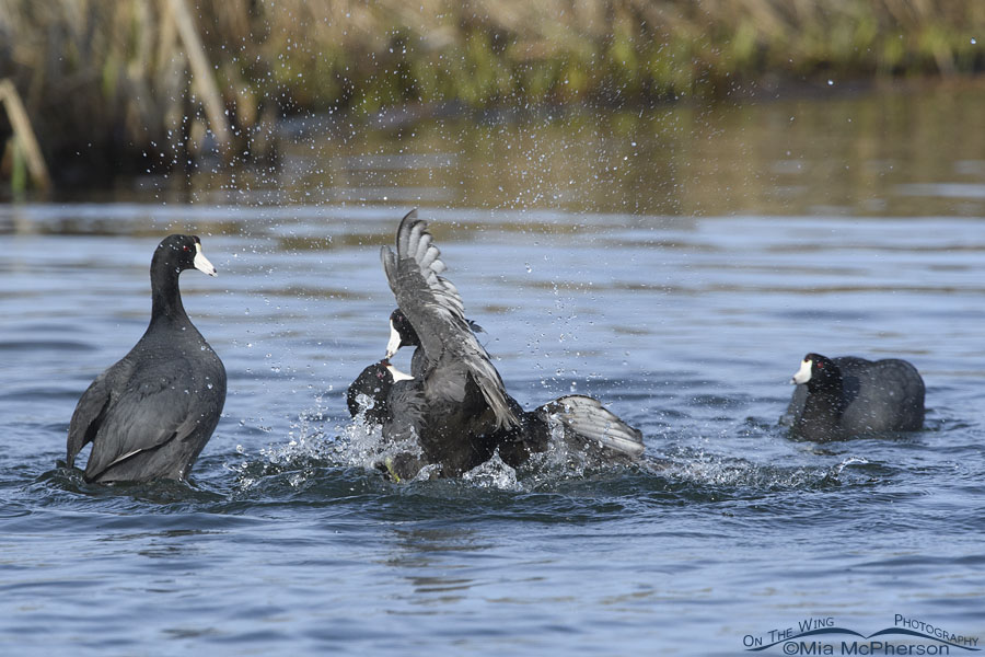 Two American Coots battle while two others watch, Salt Lake County, Utah