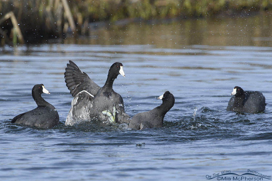 American Coots kicking each other on an urban pond, Salt Lake County, Utah