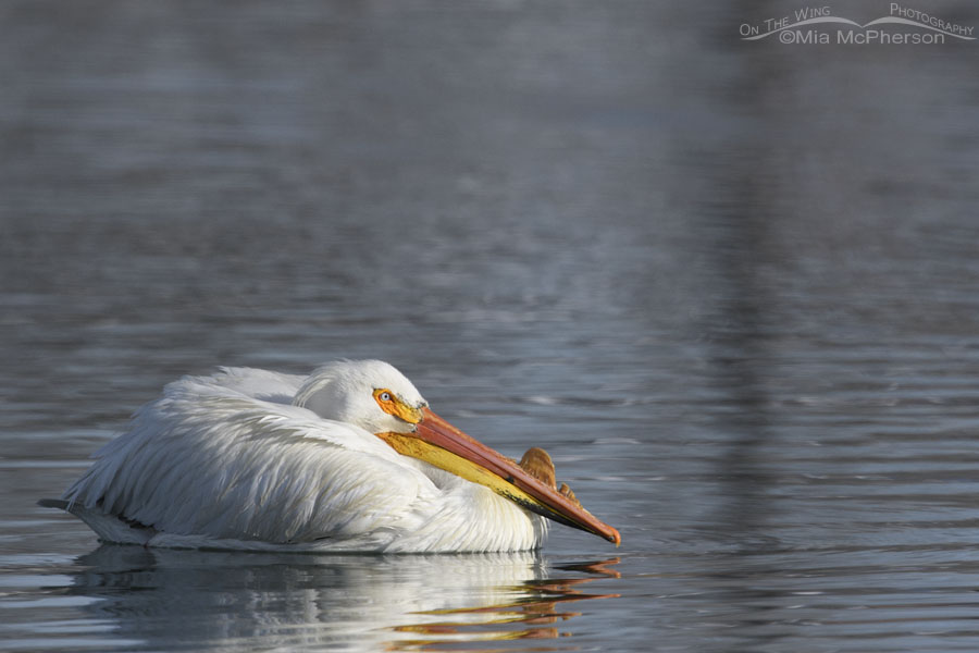 Spring American White Pelican on an urban pond, Salt Lake County, Utah