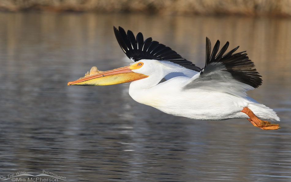 American White Pelican flying low over a pond, Salt Lake County, Utah