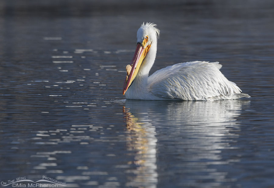 Early morning American White Pelican, Salt Lake County, Utah