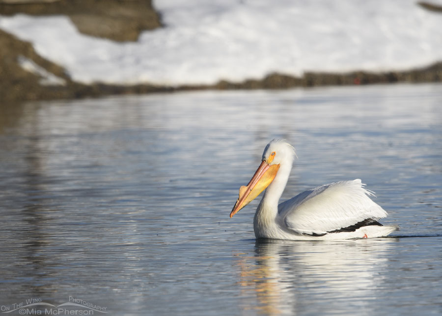 American White Pelican after a spring snowstorm, Salt Lake County, Utah