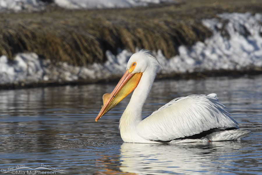 American White Pelican with snow in the background, Salt Lake County, Utah