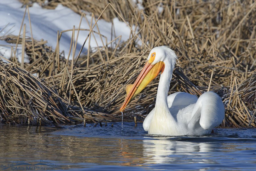 Adult American White Pelican on an early spring morning, Salt Lake County, Utah