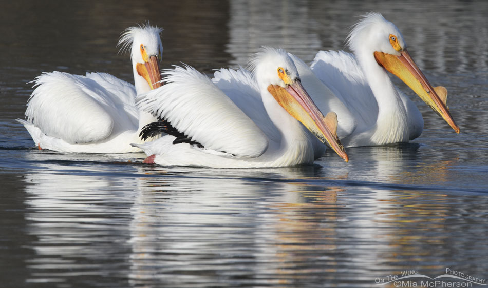 Three American White Pelicans side by side, Salt Lake County, Utah