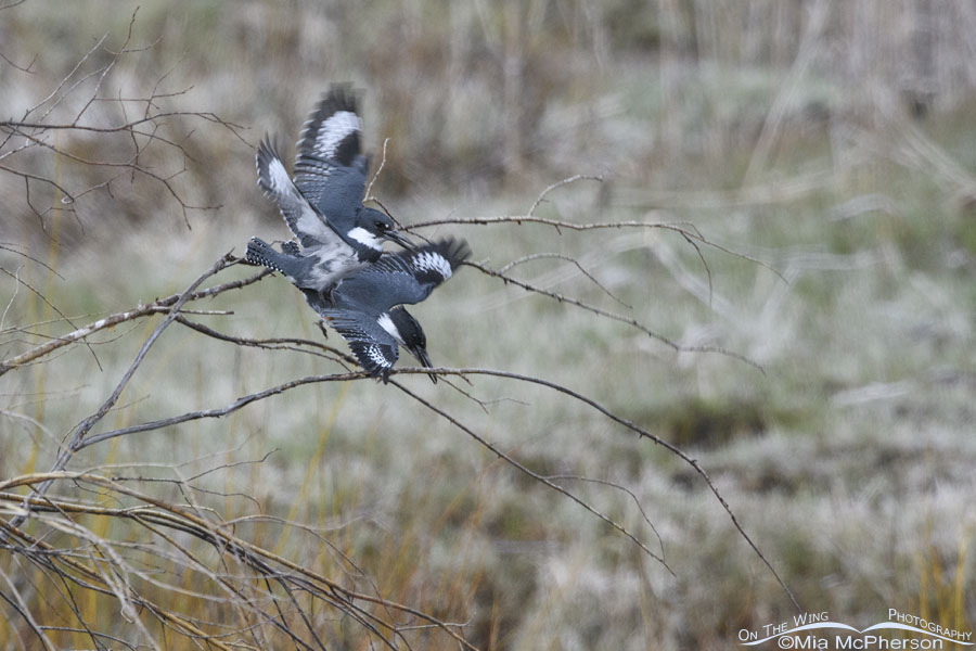 Belted Kingfishers after mating in the mountains, Wasatch Mountains, Summit County, Utah