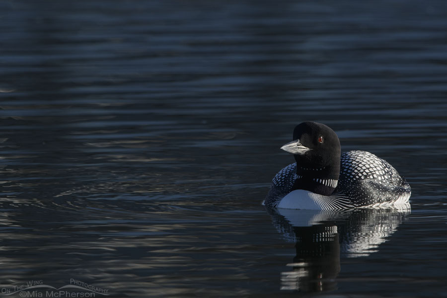 Common Loon in a shadowed part of a pond, Salt Lake County, Utah