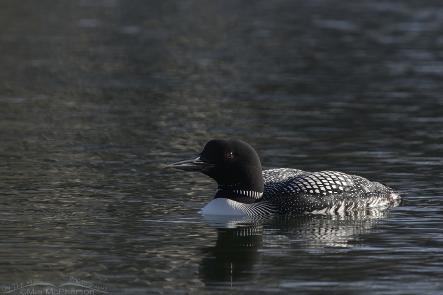 Adult Common Loon in a dark section of a pond, Salt Lake County, Utah