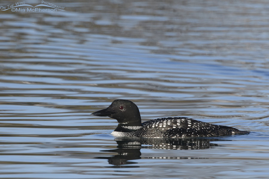 Common Loon and reflections on the water, Salt Lake County, Utah
