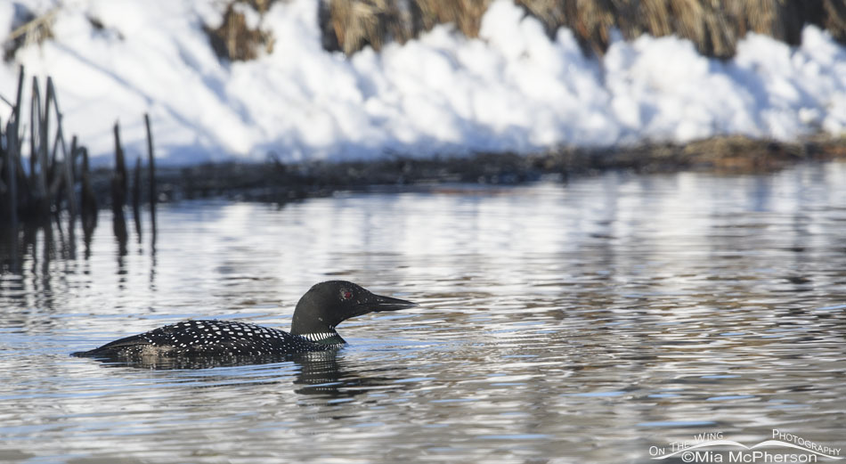 Spring Common Loon and snowy reflections, Salt Lake County, Utah